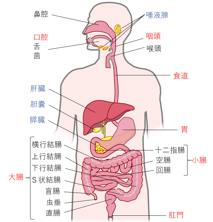 消化器系（消化器官）